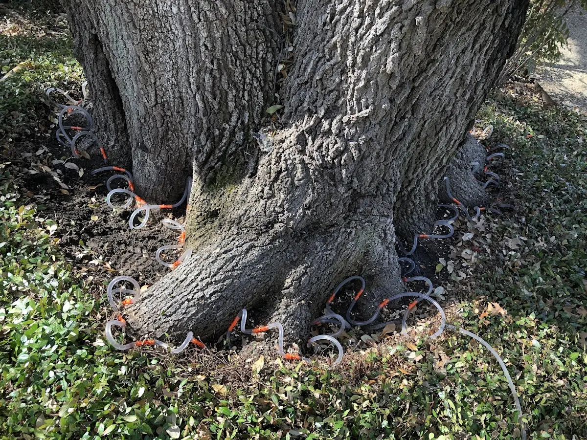 Detailed Tree Cabling and Bracing job site in Roxobel