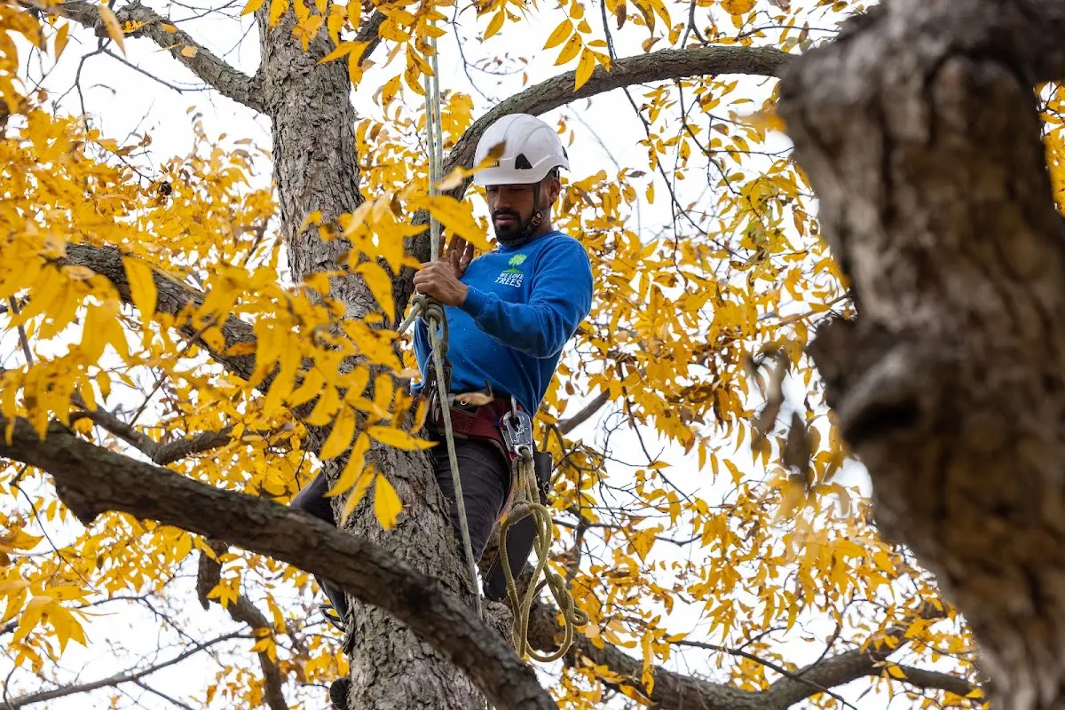 Skilled Tree Trimming crew working in Roxobel