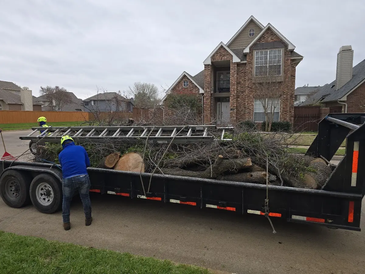 Expert Tree Pest Control with proper safety equipment in Roxobel